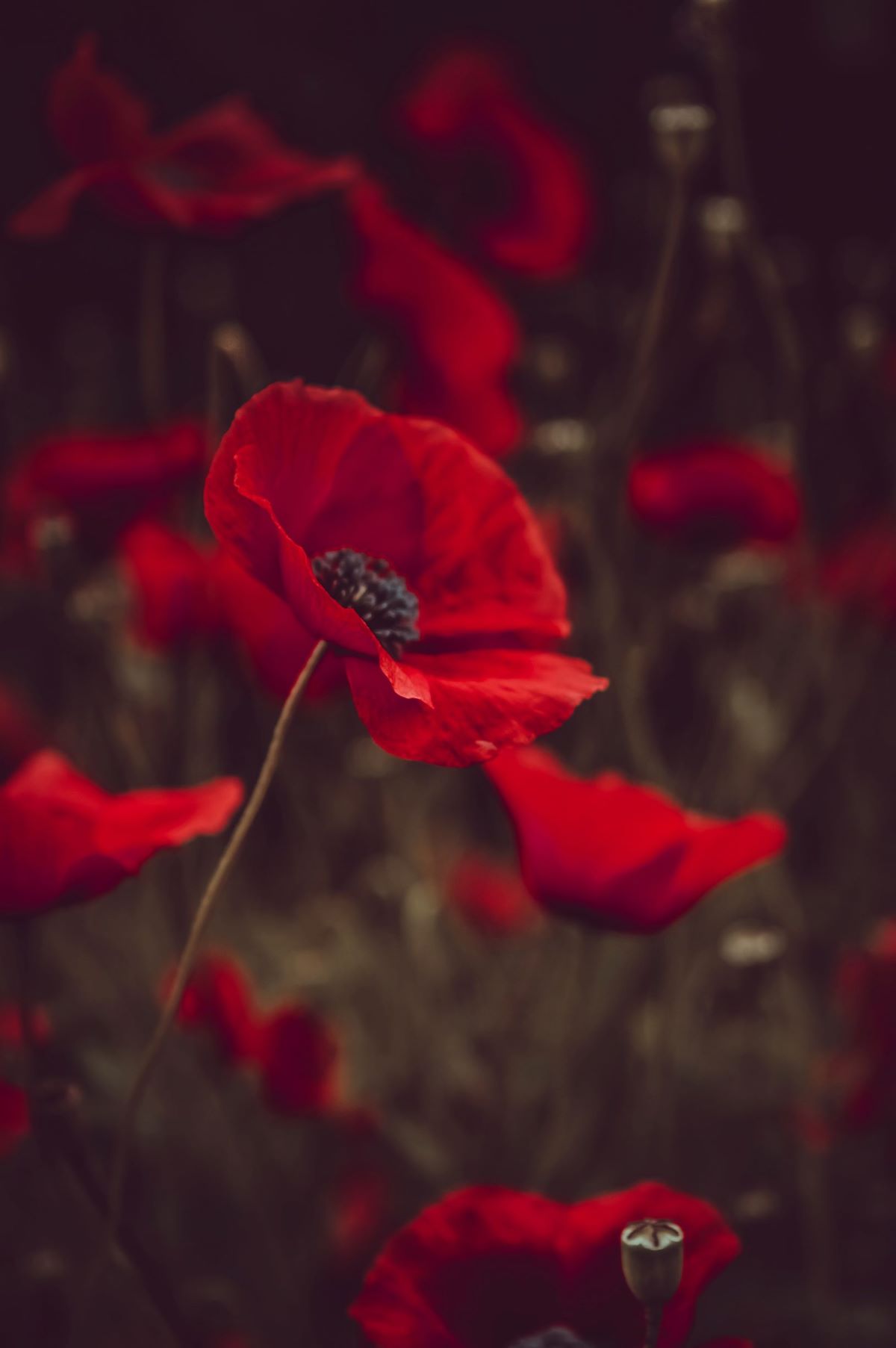 Remembrance Day public holiday, poppy and pandemic issues